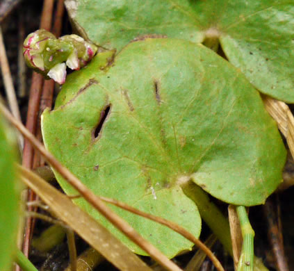 image of Centella erecta, Centella, Erect Coinleaf, False Pennywort