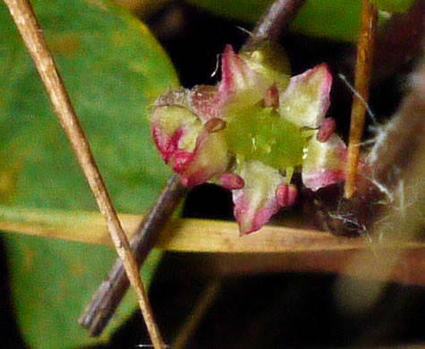 flower of Centella erecta, Centella, Erect Coinleaf, False Pennywort