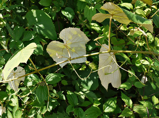 image of Vitis labrusca, Fox Grape