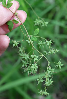 image of Thalictrum amphibolum, Skunk Meadowrue, Waxy Meadowrue