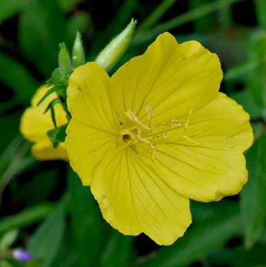 image of Oenothera fruticosa var. fruticosa, Narrowleaf Sundrops