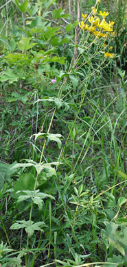 Coreopsis major var. major, Whorled Coreopsis, Woodland Coreopsis