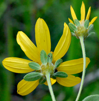 image of Coreopsis major var. major, Whorled Coreopsis, Woodland Coreopsis