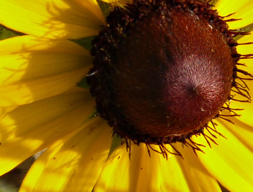 image of Rudbeckia hirta var. hirta, Woodland Black-eyed Susan