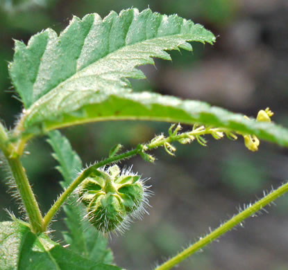 image of Tragia urticifolia, Nettleleaf Noseburn, Tragia