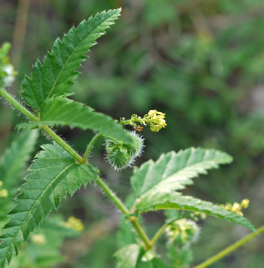 image of Tragia urticifolia, Nettleleaf Noseburn, Tragia