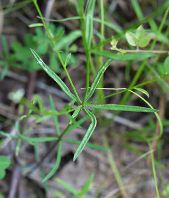 image of Polygala ambigua, Loose Milkwort, Alternate Milkwort, Whorled Milkwort