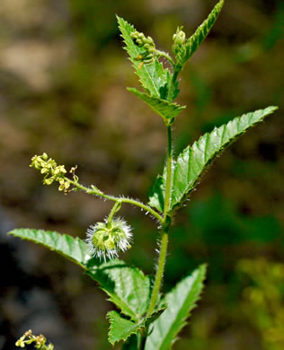 image of Tragia urticifolia, Nettleleaf Noseburn, Tragia