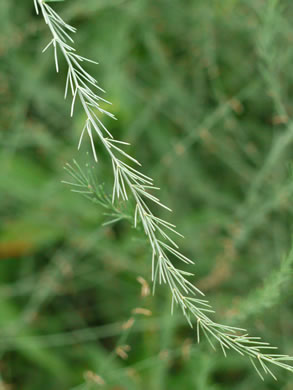 image of Asparagus officinalis, Garden Asparagus, Sparrowgrass