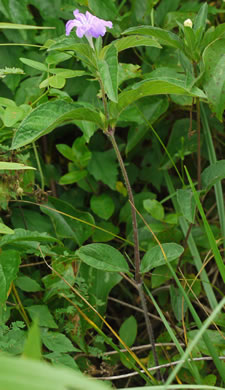 image of Ruellia caroliniensis, Carolina Wild-petunia, Common Wild-petunia, Hairy Ruellia