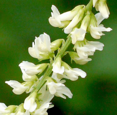 image of Melilotus albus, White Sweetclover, White Melilot