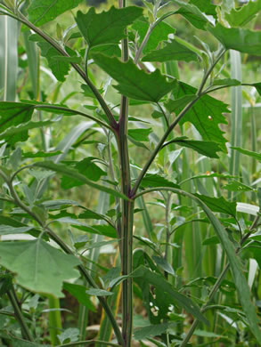 image of Chenopodium album var. album, Lambsquarters, Pigweed