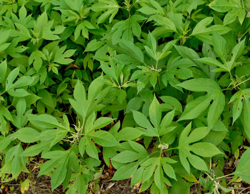 image of Ambrosia trifida var. trifida, Giant Ragweed, Great Ragweed