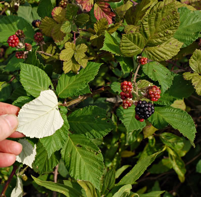 image of Rubus bifrons, European Blackberry, Himalayan Blackberry, Himalaya-berry