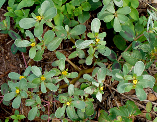 image of Portulaca oleracea, Common Purslane, Garden Purslane, Pussley, Pursley