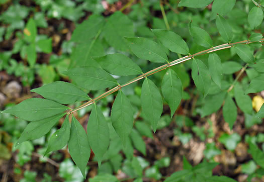 image of Euonymus alatus, Burning-bush, Winged Euonymus, Winged Wahoo