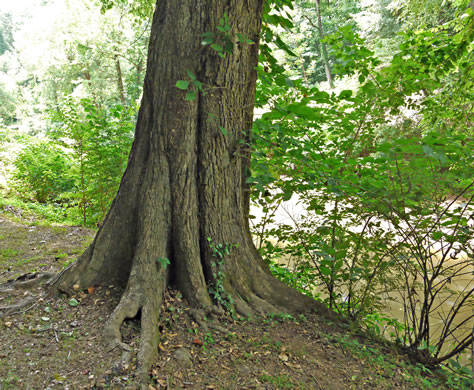 image of Ulmus americana var. americana, American Elm, White Elm