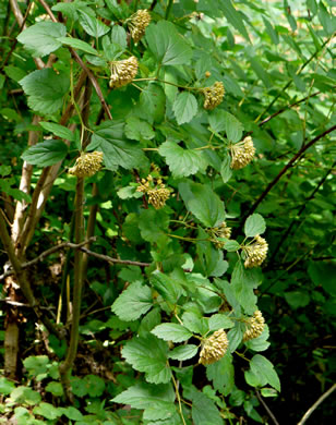 image of Physocarpus opulifolius var. opulifolius, Flowering Ninebark, Eastern Ninebark