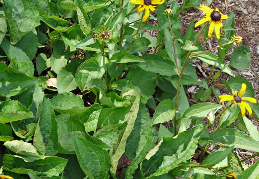image of Rudbeckia fulgida +, Orange Coneflower, Eastern Coneflower