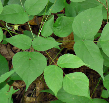 image of Hylodesmum glutinosum, Heartleaf Tick-trefoil, Clusterleaf Tick-trefoil, Pointedleaf Tick-Trefoil