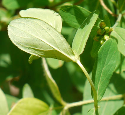 image of Hypericum punctatum, Spotted St. Johnswort