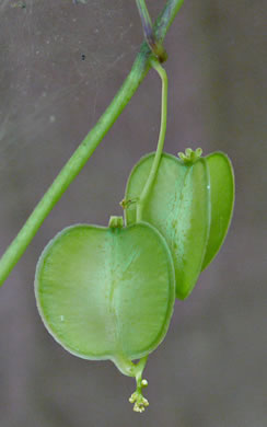 image of Dioscorea villosa, Common Wild Yam, Streamhead Yam, Yellow Yam