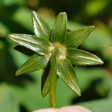 Coreopsis pubescens var. pubescens, Common Hairy Coreopsis, Star Tickseed