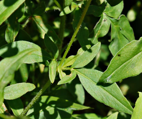 image of Coreopsis pubescens var. pubescens, Common Hairy Coreopsis, Star Tickseed