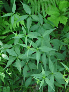 image of Silene stellata, Starry Campion, Widow's-frill