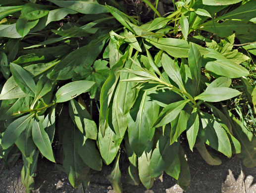 image of Solidago simulans, Granite Dome Goldenrod, Cliffside Goldenrod