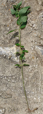 image of Teucrium canadense var. canadense, American Germander, Wood Sage, Common Germander