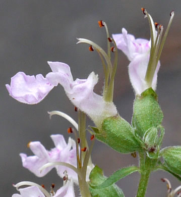 flower of Teucrium canadense +, American Germander, Wood Sage