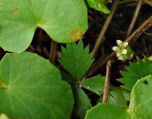 image of Centella erecta, Centella, Erect Coinleaf, False Pennywort