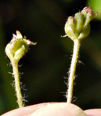 sepals or bracts of Centella erecta, Centella, Erect Coinleaf, False Pennywort