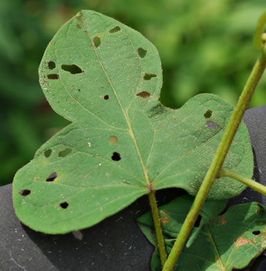 image of Ipomoea pandurata, Manroot, Wild Potato Vine, Man-of-the-earth, Wild Sweet Potato