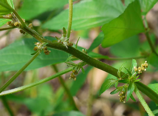 image of Acalypha rhomboidea, Common Threeseed Mercury, Rhombic Copperleaf