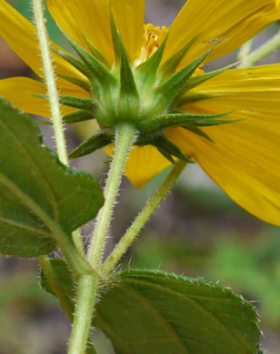 Helianthus hirsutus, Hairy Sunflower, Rough Sunflower