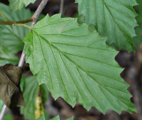 image of Viburnum recognitum, Smooth Arrowwood, Northern Arrowwood