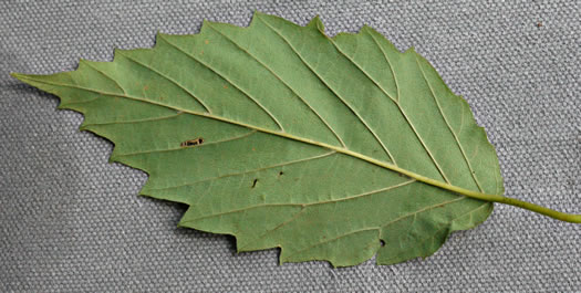 image of Viburnum recognitum, Smooth Arrowwood, Northern Arrowwood