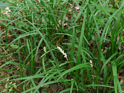 image of Liriope spicata, Creeping Lily-turf, Liriope