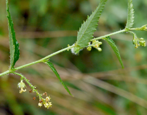 image of Tragia urticifolia, Nettleleaf Noseburn, Tragia