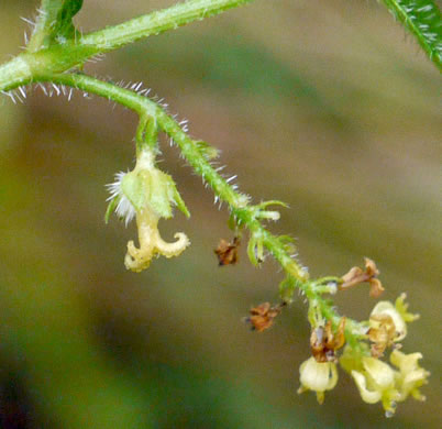 image of Tragia urticifolia, Nettleleaf Noseburn, Tragia