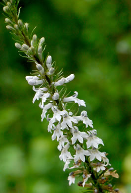 image of Lobelia spicata, Pale Spiked Lobelia, Palespike Lobelia