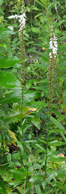 image of Lobelia spicata, Pale Spiked Lobelia, Palespike Lobelia