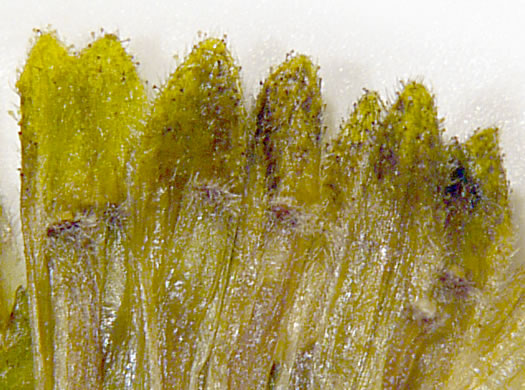 image of Silphium dentatum, Starry Rosinweed