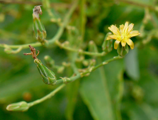 image of Lactuca canadensis, American Wild Lettuce, Canada Lettuce