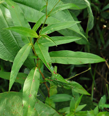 image of Persicaria setacea, Swamp Smartweed, Bog Smartweed