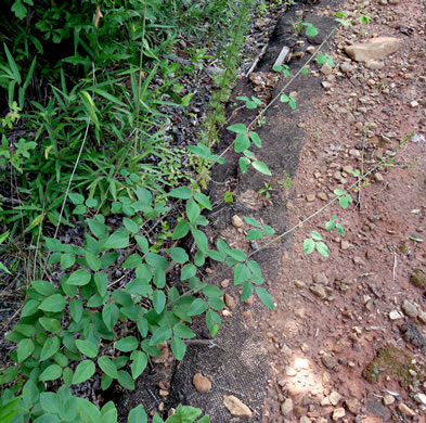 image of Desmodium laevigatum, Smooth Tick-trefoil