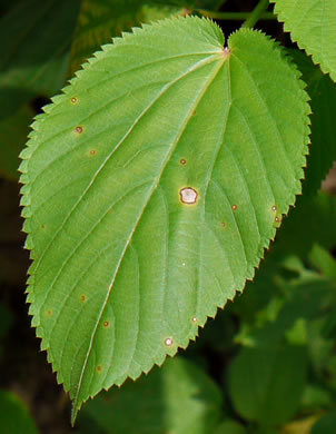 image of Acalypha ostryifolia, Pineland Threeseed Mercury, Hophornbeam Copperleaf, Roughpod Copperleaf