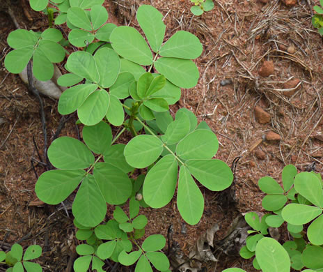 leaf or frond of Senna obtusifolia, Coffeeweed, Sicklepod